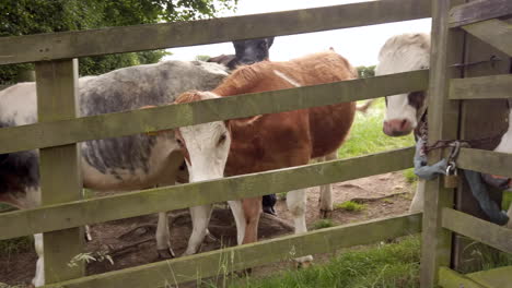 Pan-De-Izquierda-A-Derecha-De-Vacas-Lecheras-Mirando-A-Través-De-Una-Valla-De-Campo---Puerta-En-La-Zona-Rural-De-Yorkshire,-Inglaterra-En-Cámara-Lenta