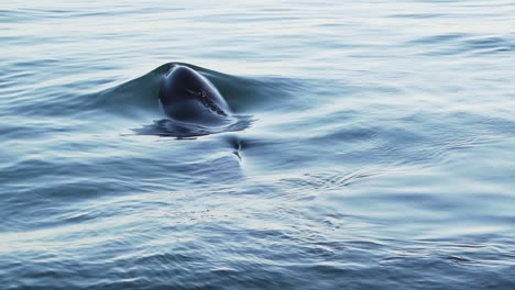 Orca-baby-come-up-to-breathe-blowing-out-spray-slowmotion