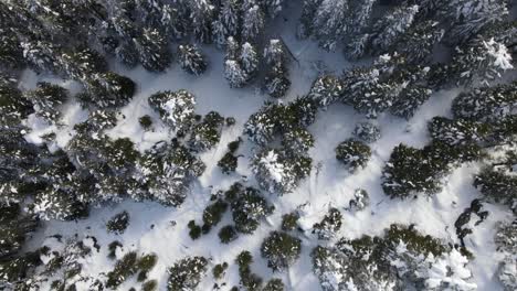 Obenliegender-Winterwald