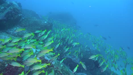 Blau-Gestreifte-Schnapper,-Die-Nah-An-Der-Kamera-Vorbeiziehen,-Mit-Blauem-Meer-Als-Hintergrund