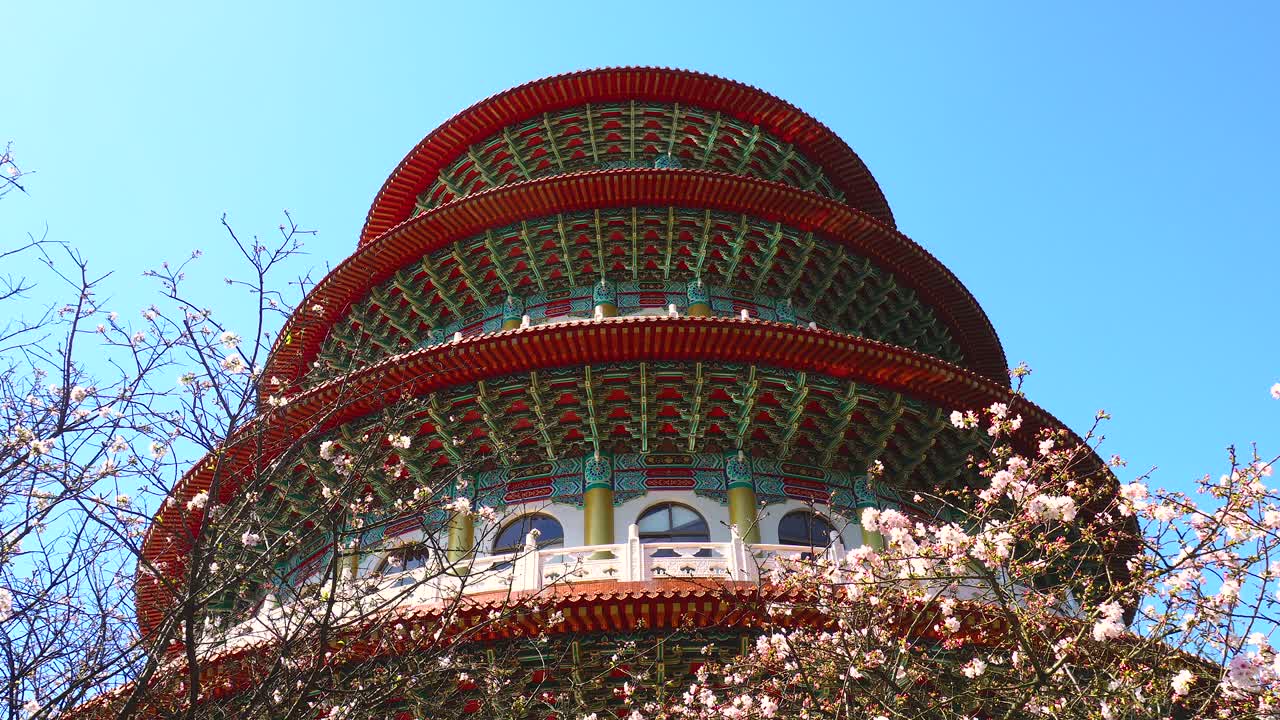 타이완의 티안 유안 사원에서 사쿠라 체리 꽃이 피고 있다.