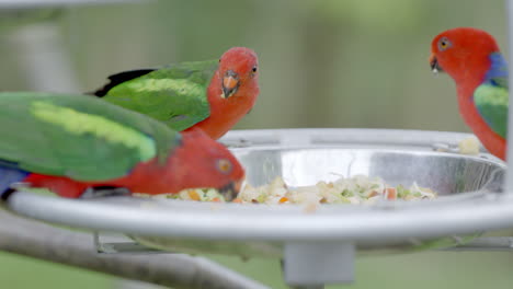 king parrot at bird paradise in mandai, singapore