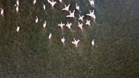 Pretty-Pink-Flamingos-Moving-Across-The-Coastal-Area-At-The-Beach-In-Vendicari,-Sicily,-Italy---Drone-Shot