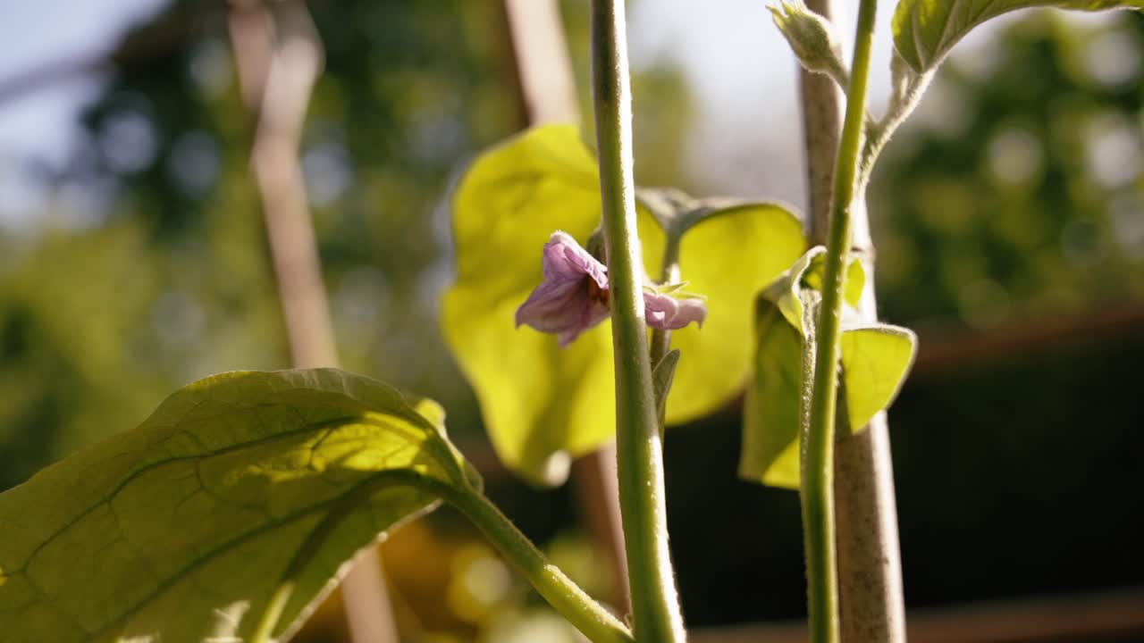 Hopeful bloom, gardening, aubergine bud, golden green tones