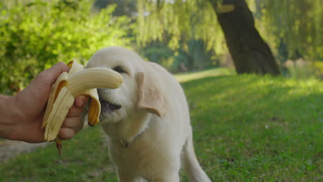 funny golden retriever puppy eats a banana from the owner's hand