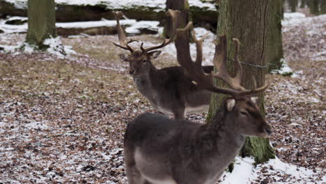 two white-tailed deer stand in snowy forest, facing opposite directions with alert expressions