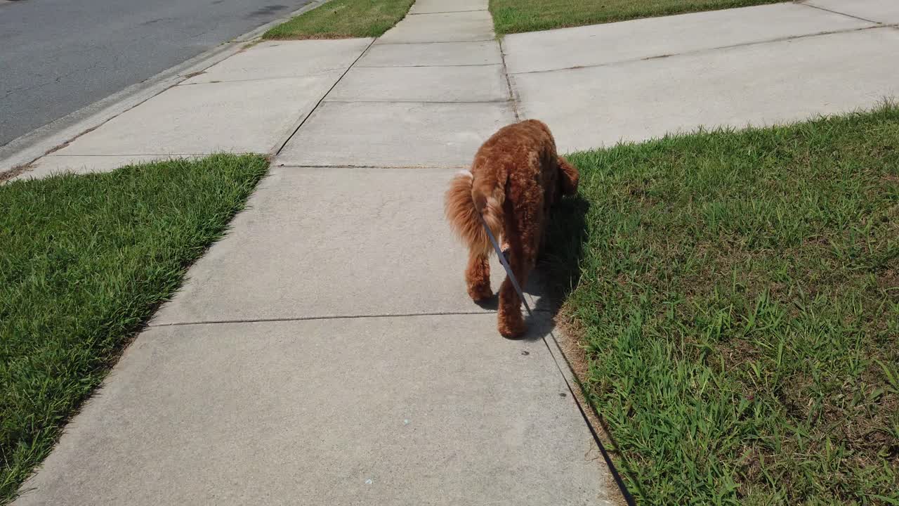 First person view of walking a Goldendoodle puppy on a leash. The dog walks along the sidewalk.