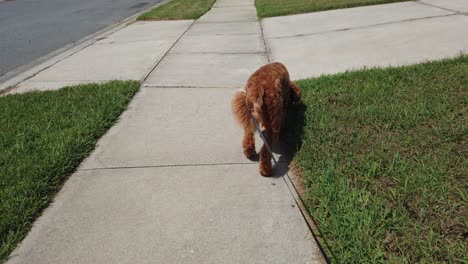 first person view of walking a goldendoodle puppy on a leash. the dog walks along the sidewalk.