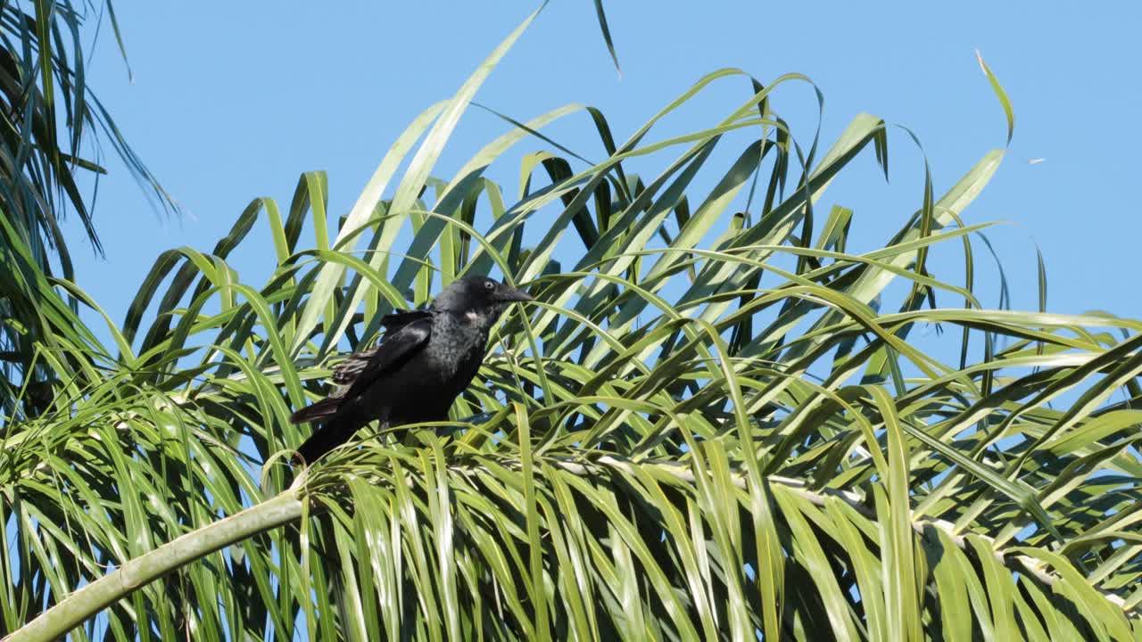 까마귀가 잎 위에 앉아서 움직인다