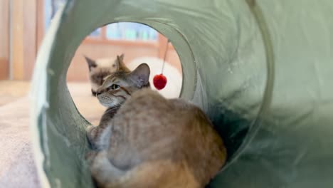 ginger cat chilling inside a toy tunnel