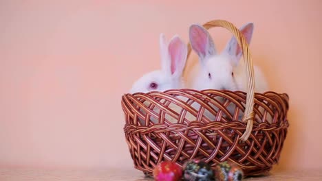 cute rabbits in the basket, easter bunny at the farm