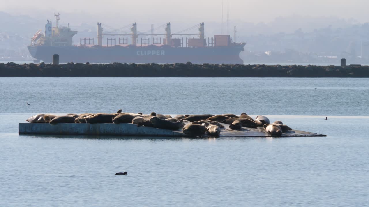 Bay marine seals resting on floating dock with clipper ship in background