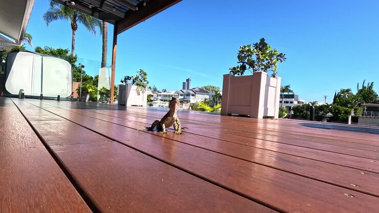 Lizard exploring a sunny wooden deck