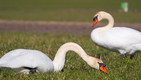 Schwanenpaar-Frisst-Gras-Auf-Dem-Land