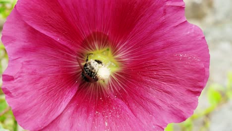 un abejorro cubierto de polen vuela hacia una flor roja, de cerca
