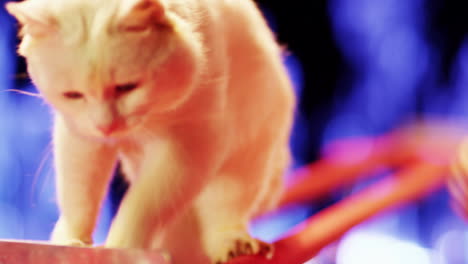 los gatos en el circo.