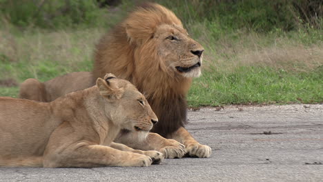 two lions resting on a paved road with a gentle breeze blowing