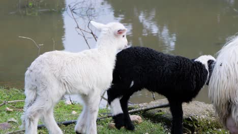 Slow-motion-closeup-shot-of-two-cute-lambs-greeting-their-sheep-mother-next-to-waterhole-in-Sardinia,-Italy