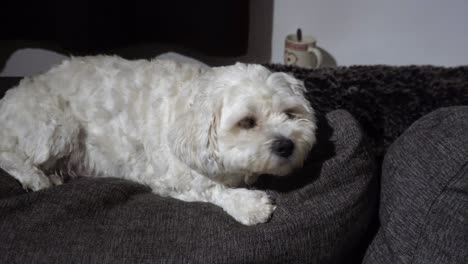 Scared-dog-looking-confused-while-laying-on-the-sofa