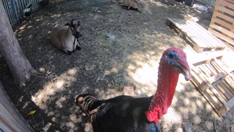 un pavo atacando a la cámara