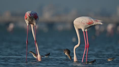 mayores flamencos vagando en las aguas poco profundas del mar durante la marea baja - bahrein