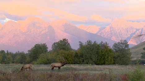 elk buck and doe in a valley