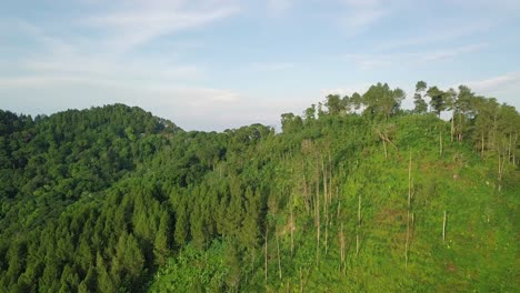 Große-Bäume,-Die-Im-Sommer-Auf-Einem-Berg-Asiens-Wachsen,-Umgeben-Von-Tropischer-Landschaft---Drohnenaufnahme-Aus-Der-Luft