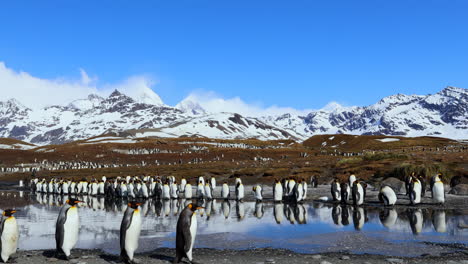 pingüinos rey caminando con reflejo en el agua y montañas nevadas en el fondo