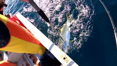 yellowtail fish gaffed quickly by fishermen in yellow orange waders