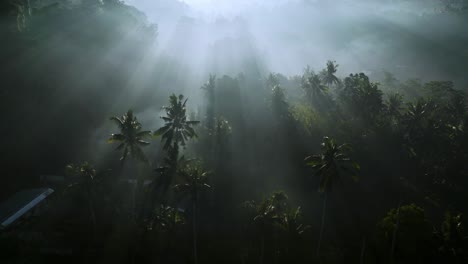 Drone-flying-early-morning-over-trees-with-sun-rays-shining-through-the-trees-making-mesmerising-sun-rays