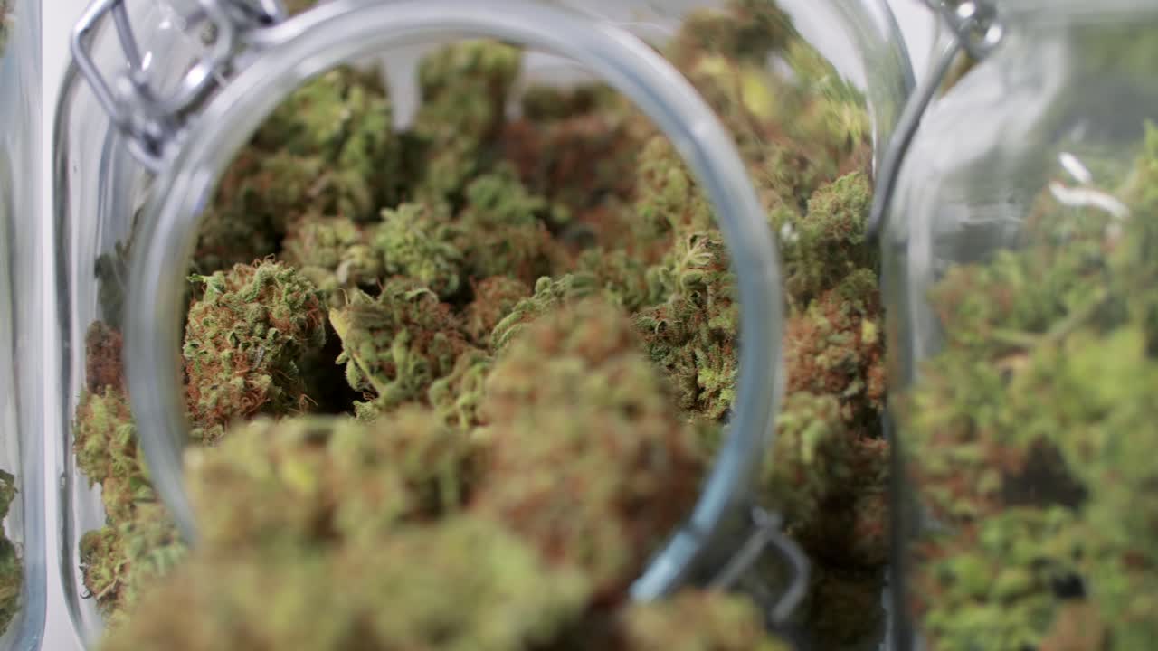 흰색 배경 앞에 있는 항아리에 수확된 대마초 꽃의 돌리 샷