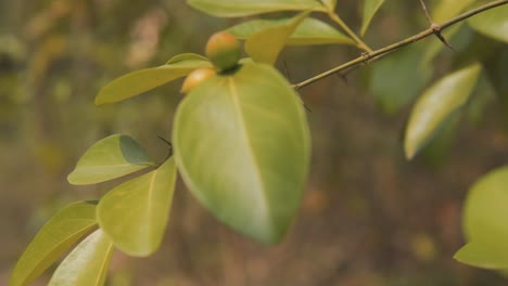 abstract revealing shot of fruit bearing plant with green leaves in sunny outdoors