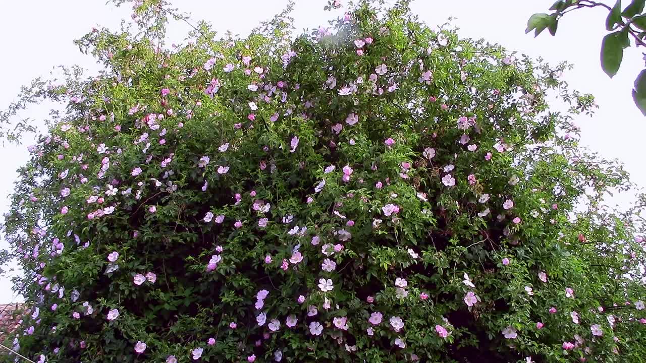 An apple tree in an English garden covered by pink dog roses