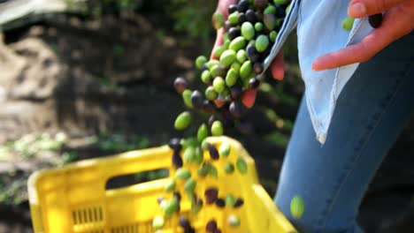 sección media del agricultor que recoge las aceitunas en la granja 4k