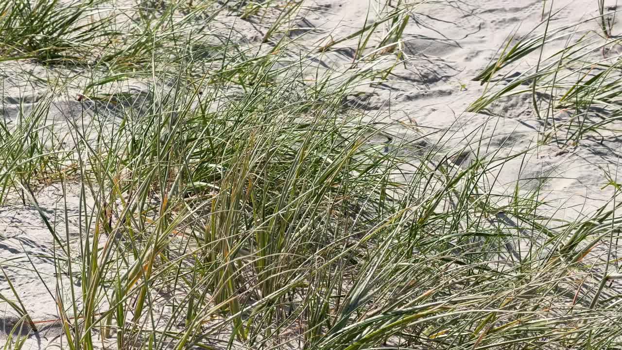 Native coastal grass sways in sunlight, stabilizing sandy dune with gentle wind movement, static camera