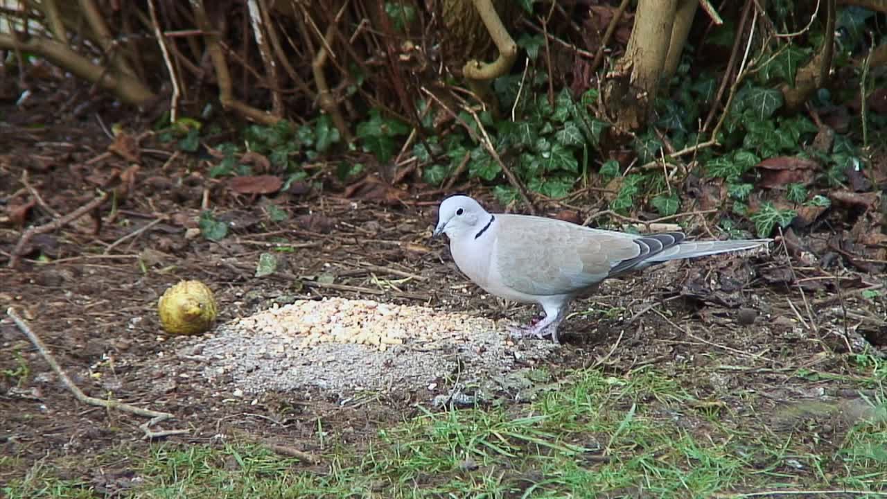 Collared Dove (Streptopelia Decaocto) feeding on bird seed on a front lawn