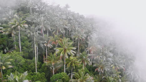 aerial view of wax palms