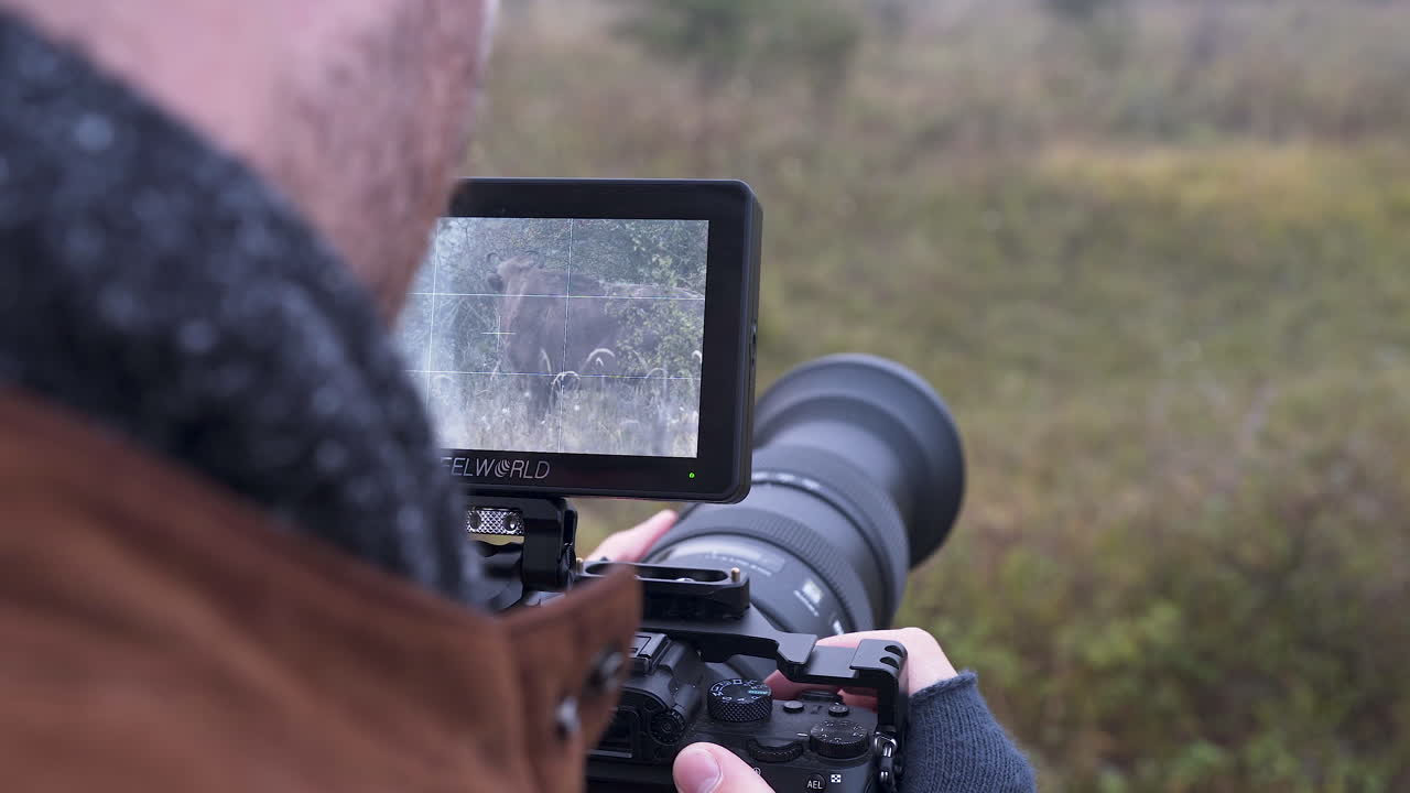 Screen of a professional DSLR camera during wildlife bison shooting.
