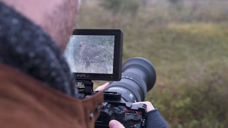 screen of a professional dslr camera during wildlife bison shooting.