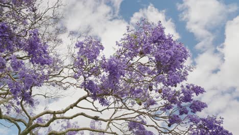 Los-árboles-De-Jacaranda-De-Australia-Florecen-En-Newfarm-Park,-Queensland,-Australia