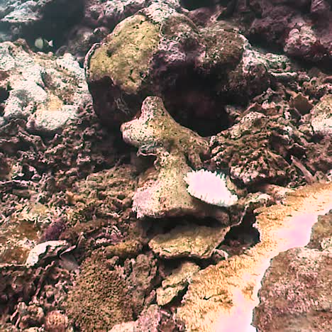 Underwater-Footage-Of-Bleached-Coral-In-American-Samoa-2010S