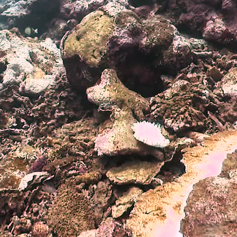 imágenes submarinas de coral blanqueado en samoa americana 2010s