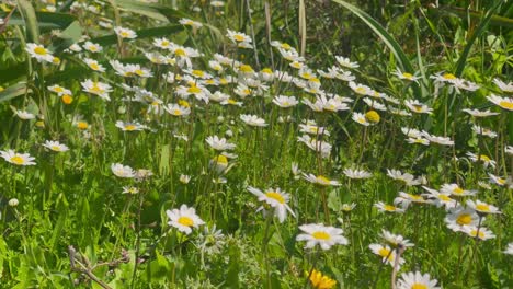 Daisy-flowers-in-light-wind-on-a-sunny-day