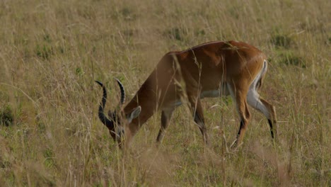 ugandan kob grazing in the plains in kidepo valley national park in uganda. - static shot