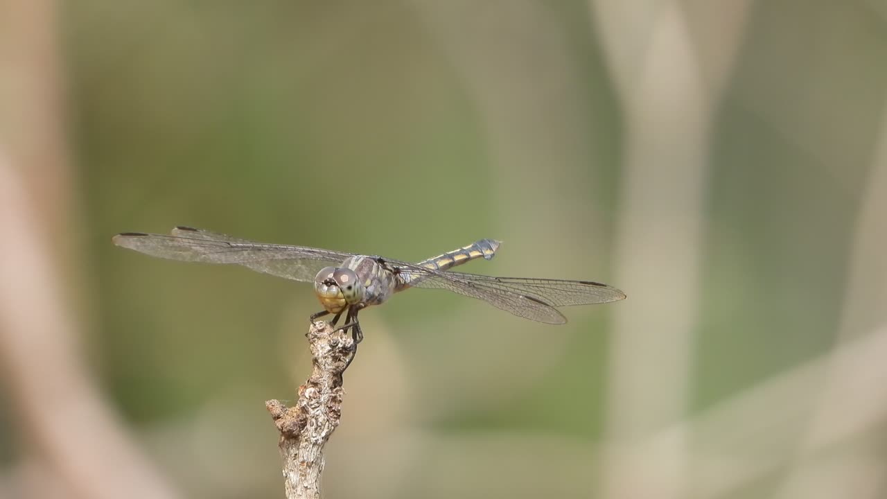 libélula en el viento - ojos. alas