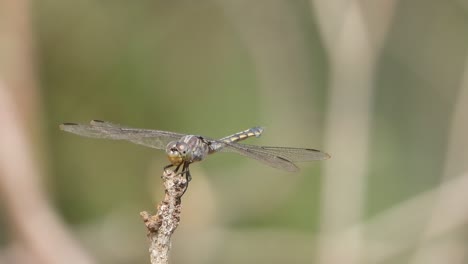 dragonfly in wind - eyes .wings