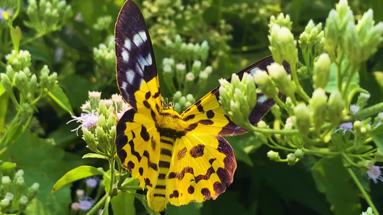 Day-Flying Moth With False Tiger Moth (Dysphania militaris) Perched On A Flower. Handheld Shot