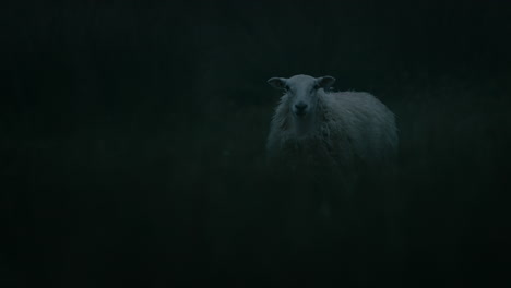 sheep outside in long grass, in moody evening light