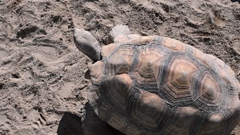 vue de dessus de la tortue marchant sur le sable, enceinte du zoo