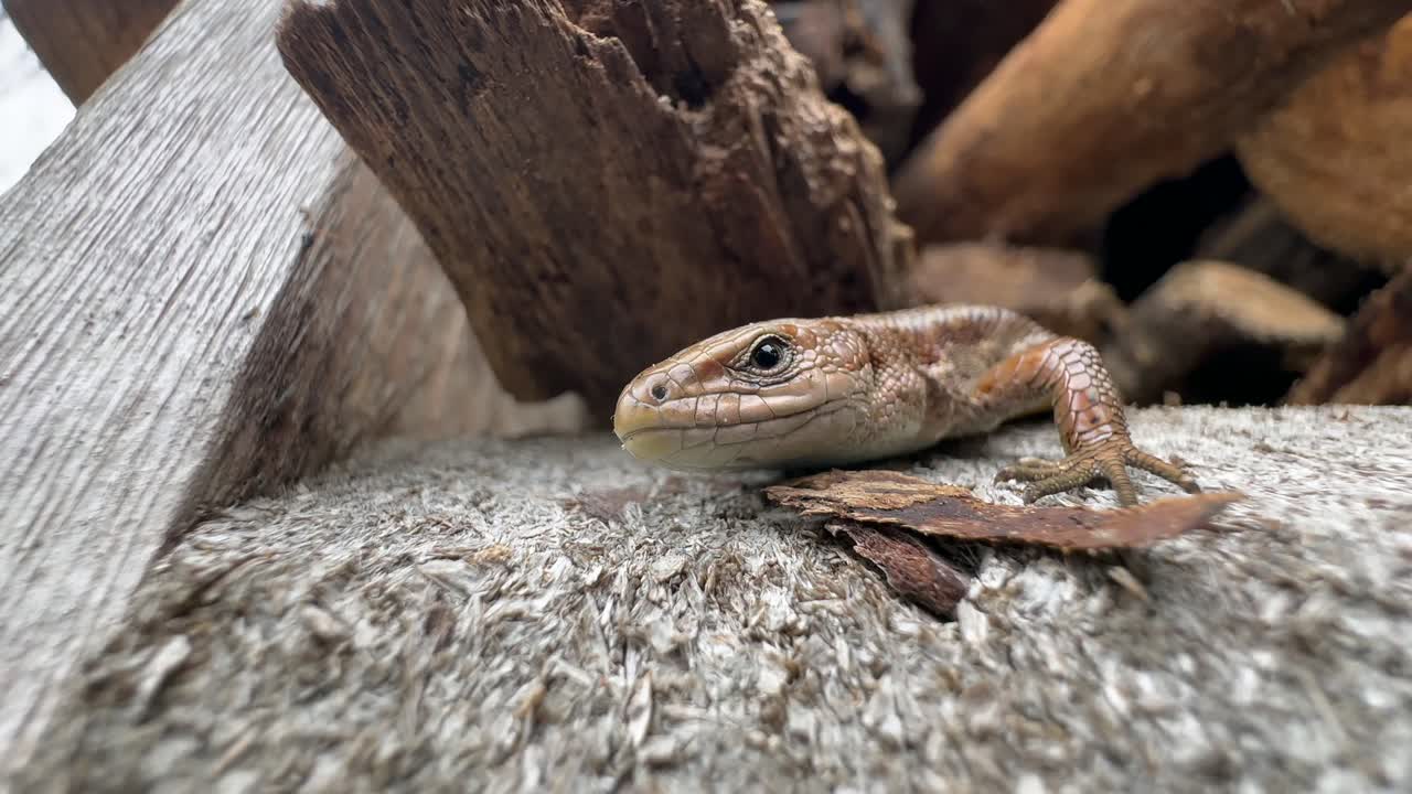 Close-up portrait of a motionless common lizard (Zootoca vivipara) blinking.